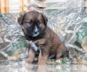 Akita-Unknown Mix Puppy for sale in SHILOH, OH, USA