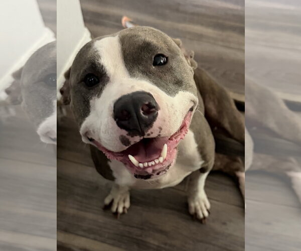 Medium Photo #1 Mutt Puppy For Sale in The Woodlands, TX, USA