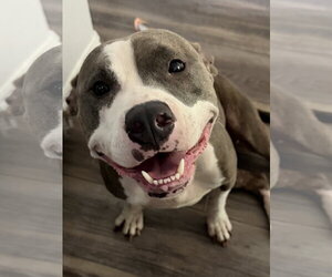Mutt Dogs for adoption in The Woodlands, TX, USA