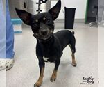 Small Photo #2 Chihuahua-Unknown Mix Puppy For Sale in Washington, DC, USA