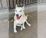 Small #1 Siberian Husky Mix