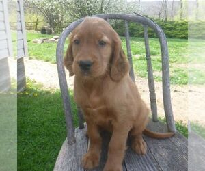 Golden Irish Puppy for Sale in BLAIN, Pennsylvania USA