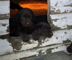 Small Photo #1 Labrador Retriever Puppy For Sale in BELLINGHAM, MN, USA