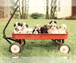 Small #3 Cavapoo