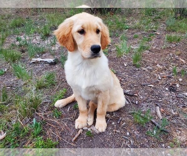 Medium Photo #3 Golden Retriever Puppy For Sale in PEYTON, CO, USA