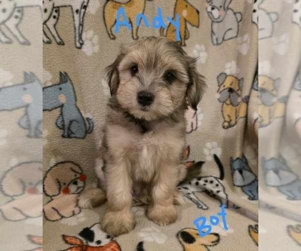 Medium Photo #4 Chizer Puppy For Sale in MONTEZUMA, GA, USA