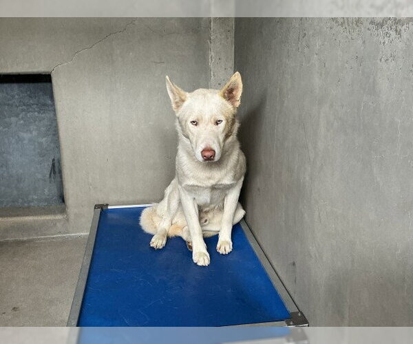 Medium Photo #1 Siberian Husky Puppy For Sale in San Bernardino, CA, USA