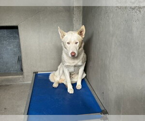Siberian Husky Dogs for adoption in San Bernardino, CA, USA