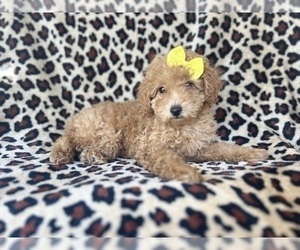 Poodle (Miniature) Puppy for sale in LAKELAND, FL, USA
