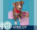 Small #8 Boxer Mix