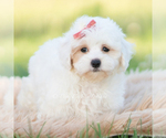 Small #5 Maltipoo (Miniature)