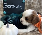 Image preview for Ad Listing. Nickname: BEATRICE