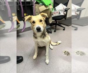 Australian Shepherd-Unknown Mix Dogs for adoption in Tracy, CA, USA