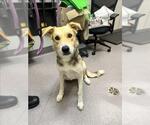 Small Australian Shepherd Mix