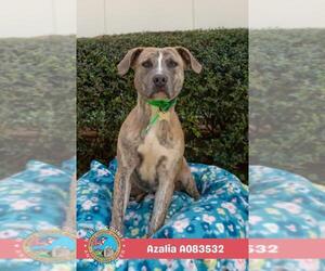 AZALIA - Female Plott Hound-Unknown Mix Dog for Adoption - Photo #2
