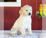 Small #3 Golden Retriever