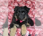 Small Photo #5 German Shepherd Dog Puppy For Sale in QUARRYVILLE, PA, USA