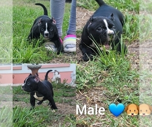 American Bully Puppy for sale in NORTH PORT, FL, USA