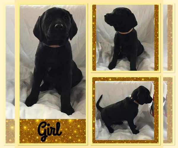 View Ad DalmatianLabrador Retriever Mix Puppy for Sale near Michigan, MANCELONA, USA. ADN258872