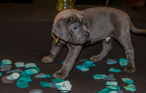 Medium Photo #12 Cane Corso Puppy For Sale in OAK LAWN, IL, USA