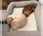 Small Photo #4 Chihuahua-Unknown Mix Puppy For Sale in Lake Forest, CA, USA