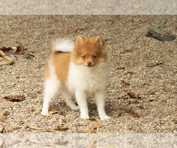 Medium Photo #5 Pomeranian Puppy For Sale in NAPPANEE, IN, USA