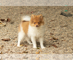 Small #4 Pomeranian
