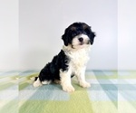 Small #4 Bernedoodle (Miniature)