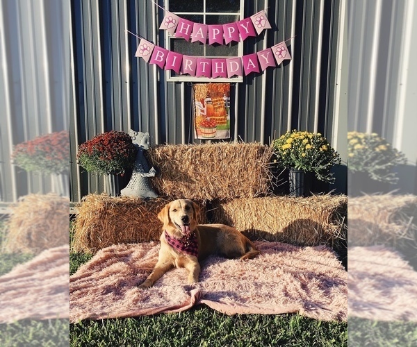 Full screen Photo #1 Golden Retriever Puppy For Sale in PORTLAND, TN, USA