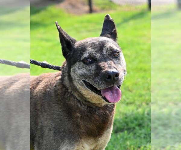 Medium Photo #2 Mutt Puppy For Sale in Glen Allen, VA, USA