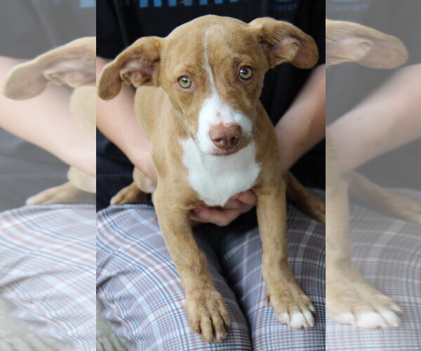 Medium Photo #4 Dachshund-Unknown Mix Puppy For Sale in Prattville, AL, USA