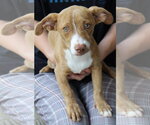 Small #3 Dachshund Mix