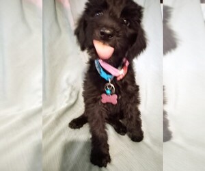 Labradoodle Puppy for sale in LORIS, SC, USA