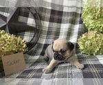 Small #2 Puggle