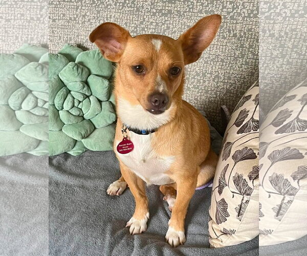 Medium Photo #4 Chihuahua-Unknown Mix Puppy For Sale in Genesee, WI, USA