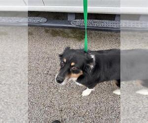 Australian Shepherd Dogs for adoption in Houston, TX, USA