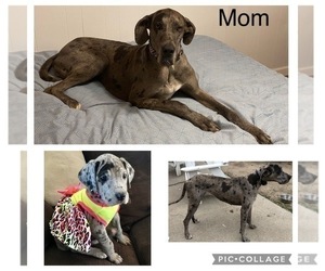 Mother of the Great Dane puppies born on 06/09/2022