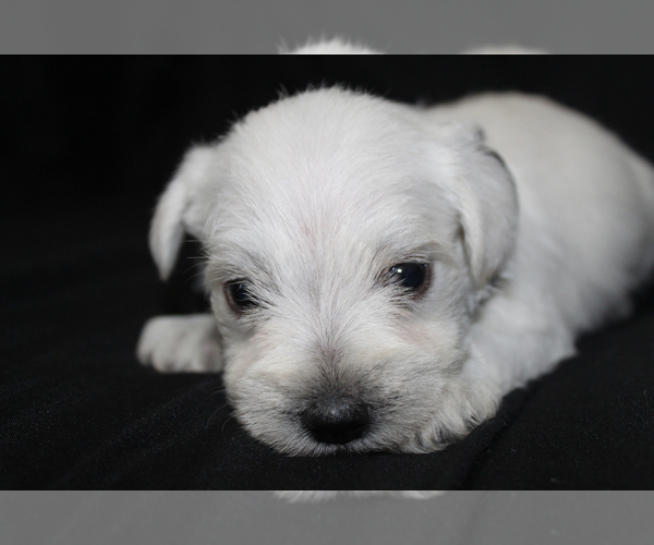 Medium Photo #5 Schnauzer (Miniature) Puppy For Sale in BROOKSVILLE, FL, USA
