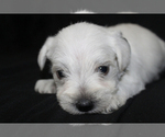 Small #4 Schnauzer (Miniature)