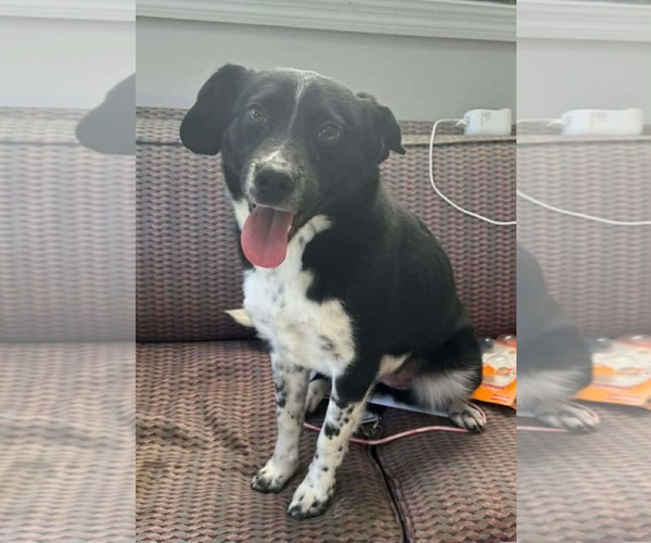 Medium Photo #3 Collie-Unknown Mix Puppy For Sale in Westwood, NJ, USA