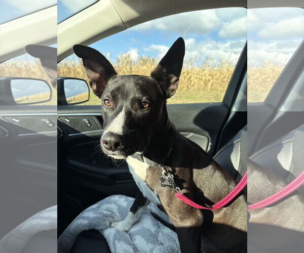 Medium Photo #2 Mutt Puppy For Sale in Coralville, IA, USA