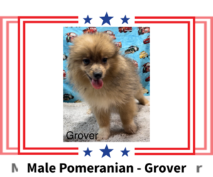 Pomeranian Puppy for sale in AZLE, TX, USA