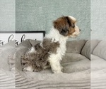 Small #1 Cavapoo