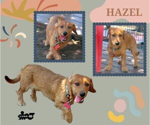 Dachshund-Unknown Mix Dogs for adoption in Lindsay, CA, USA