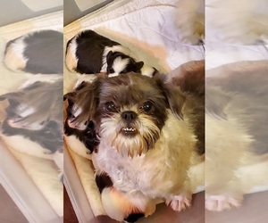 Mother of the Shih Tzu puppies born on 02/16/2024