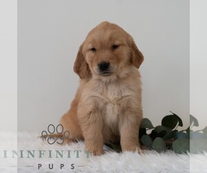 Golden Retriever Puppy for sale in NEWPORT, PA, USA