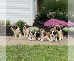 Small #1 Saint Bernard