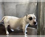 Small American Bulldog Mix