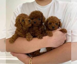 Poodle (Toy) Puppy for sale in EAST DETROIT, MI, USA