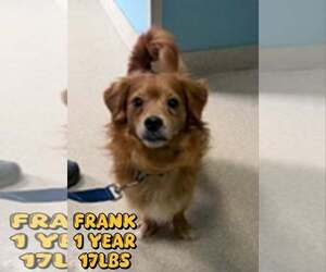 Dachshund-Unknown Mix Dogs for adoption in Woodbury, NY, USA